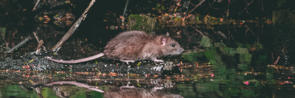 Ratten und Mäuse aus dem Garten loswerden