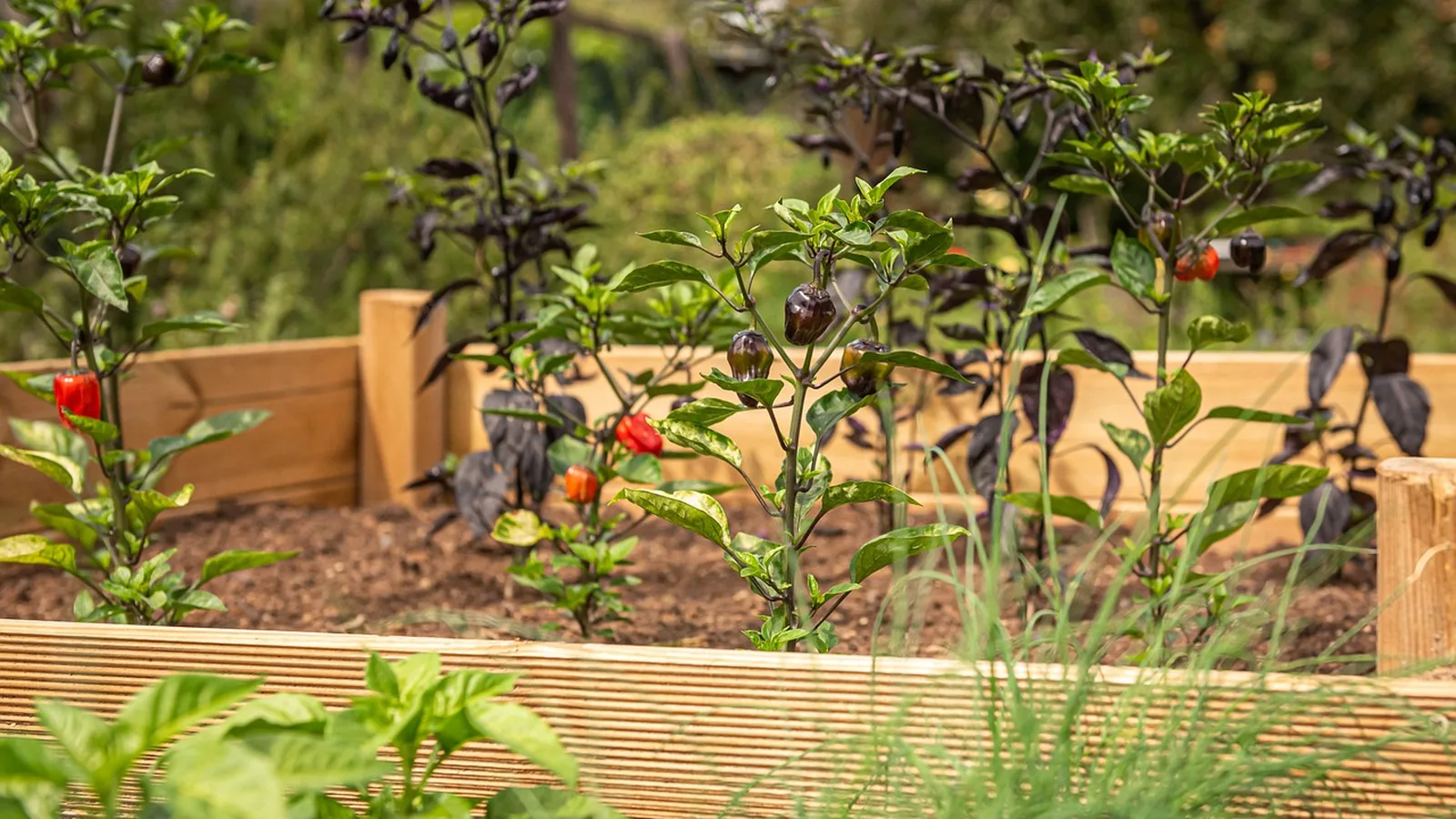 Hochbeet aus hellem Holz mit Chilipflanzen und Schnittlauch im Garten