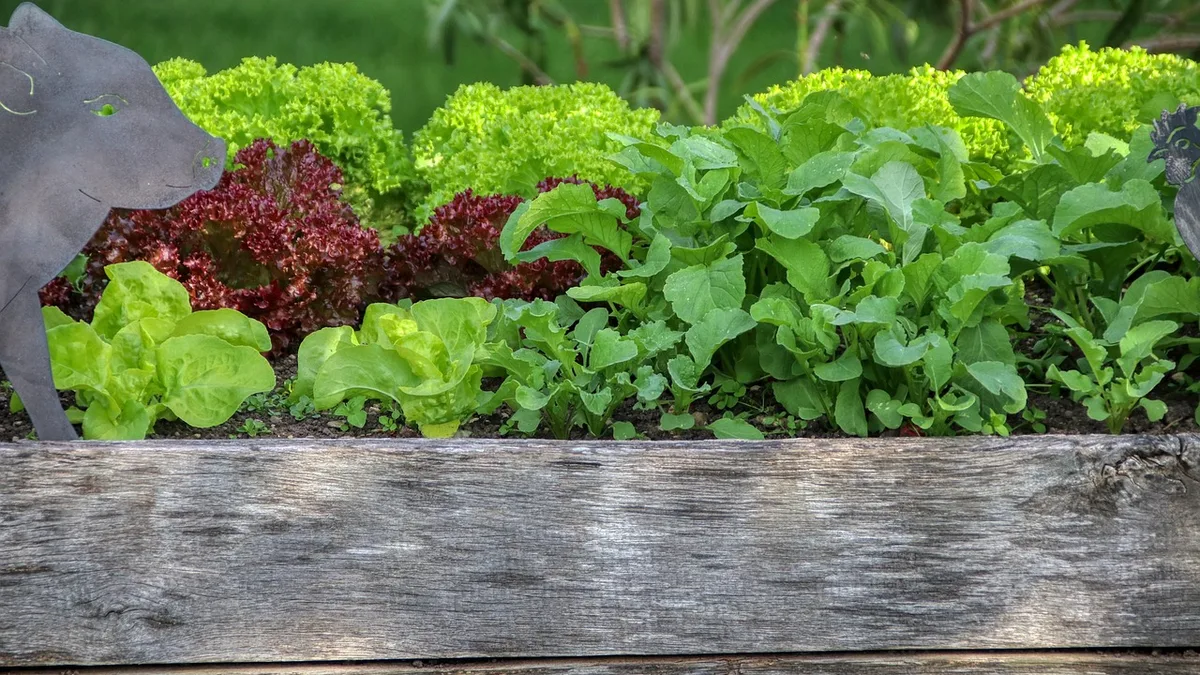 Bepflanztes Hochbeet mit grünem und rotem Pflücksalat und Rucola hinter einem verwitterten Holzbrett