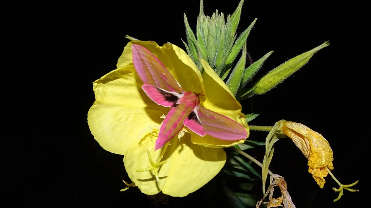 Mittlerer Weinschwärmer mit rosa-olivgrünen Flügeln auf einer gelben Nachtkerzenblüte bei Nacht