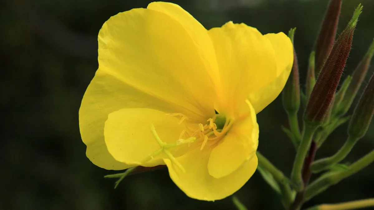 Gelbe Nachtkerzenblüte mit vier Kronblättern und kreuzförmiger Narbe, daneben Knospen